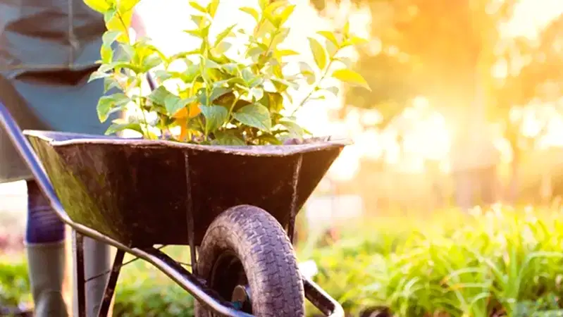 Профессиональный садовник в Алматы