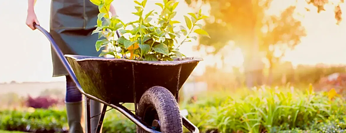 Профессиональный садовник в Алматы